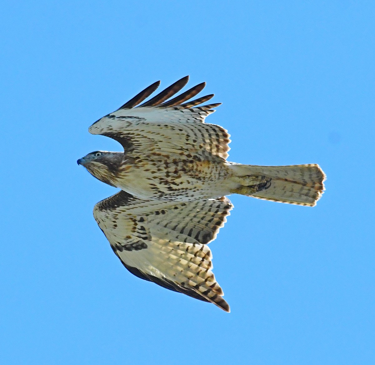 Red-tailed Hawk - ML150585431