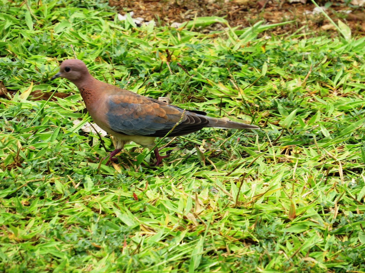 Laughing Dove - ML150585891