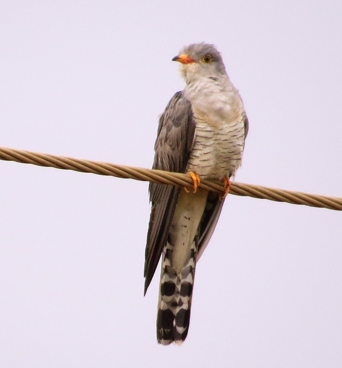 African Cuckoo-Hawk - Todd Pepper