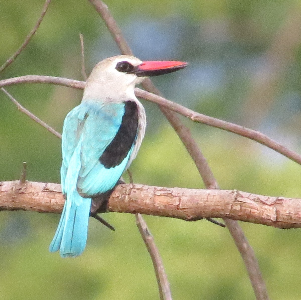 Woodland Kingfisher - Todd Pepper