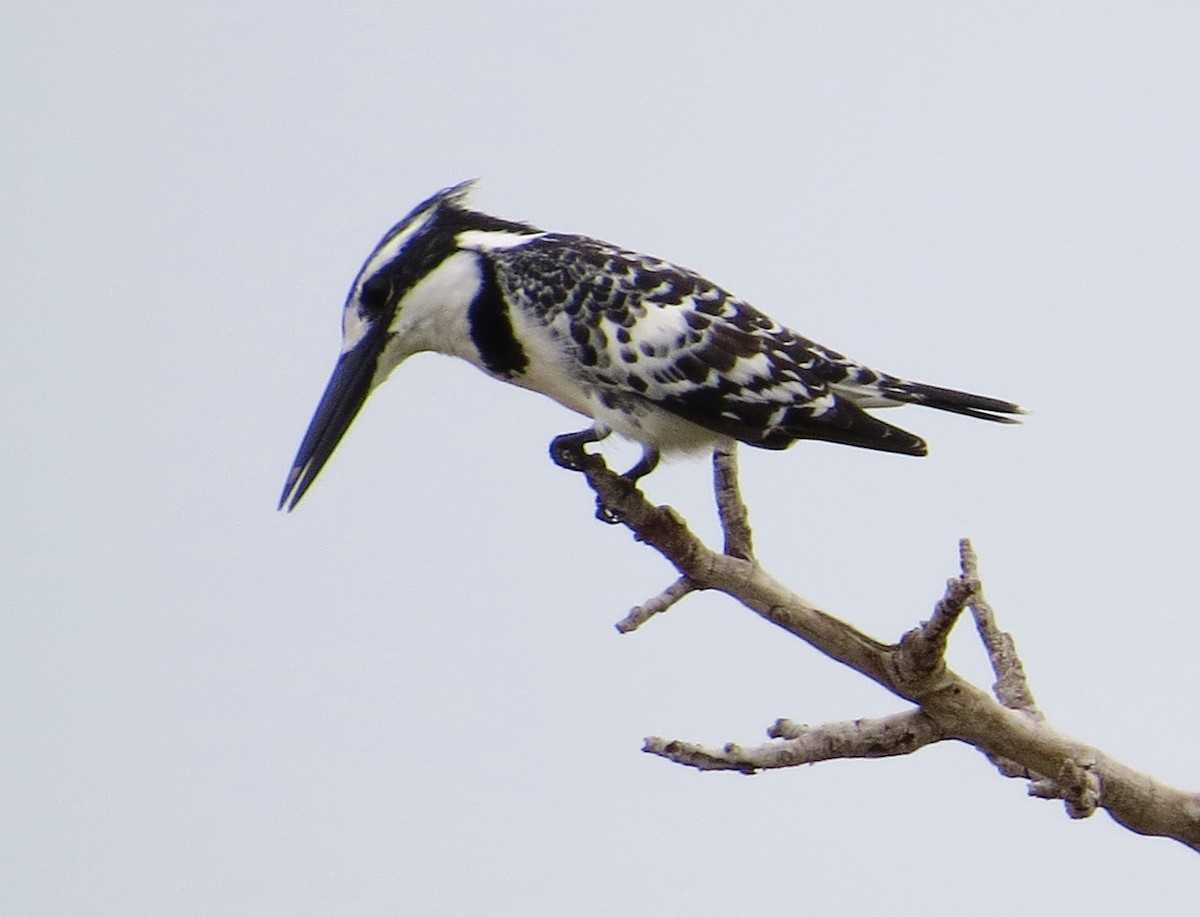 Pied Kingfisher - Todd Pepper