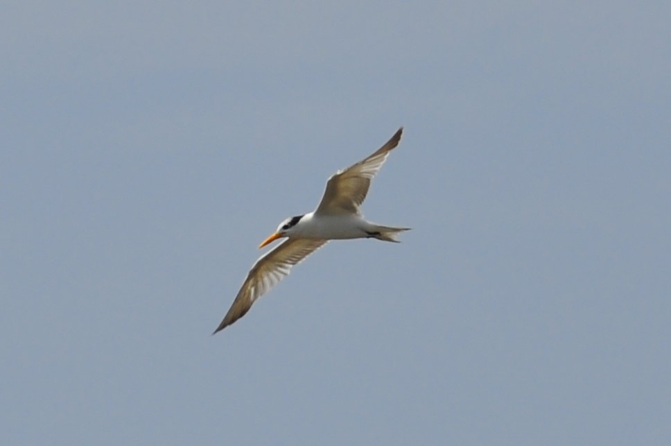 Lesser Crested Tern - ML150587421