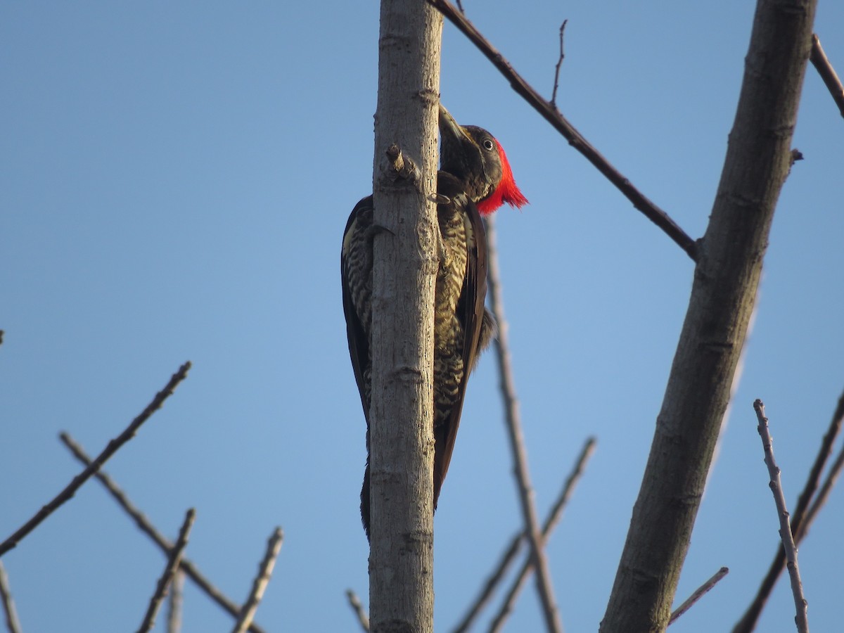Lineated Woodpecker - Simon Thornhill