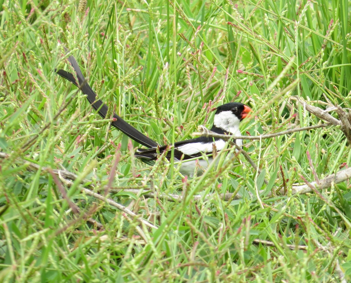 Pin-tailed Whydah - Todd Pepper