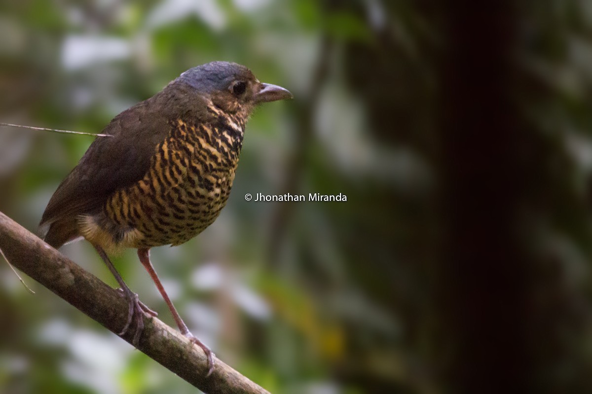 Great Antpitta - Jhonathan Miranda - Wandering Venezuela Birding Expeditions