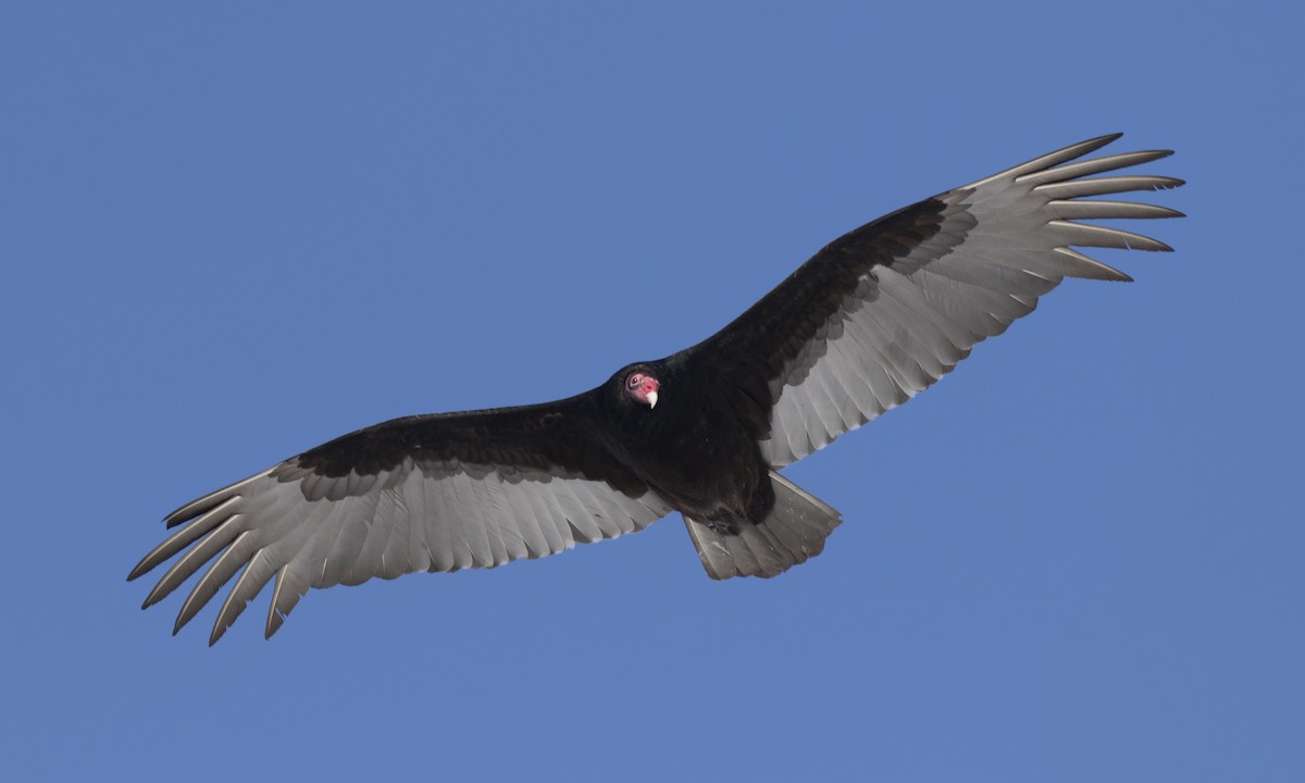 Turkey Vulture (Northern) - ML150590471