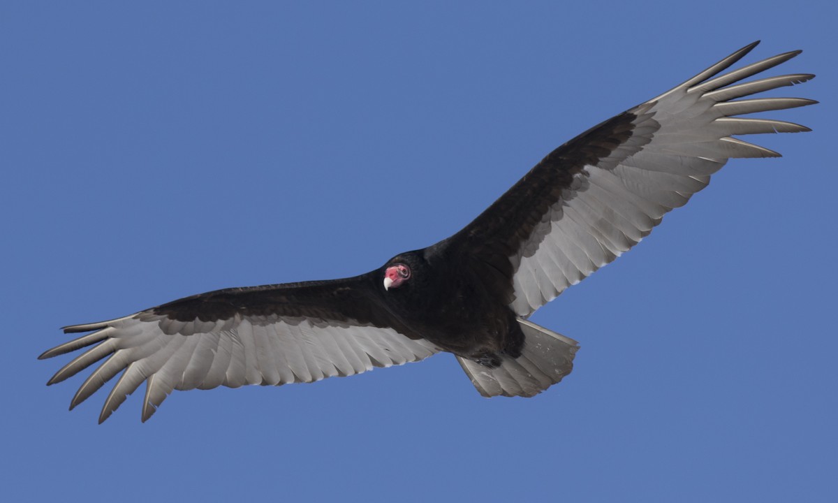 Turkey Vulture (Northern) - ML150590541