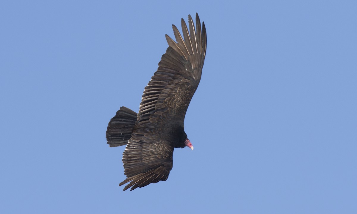 Turkey Vulture (Northern) - ML150590561