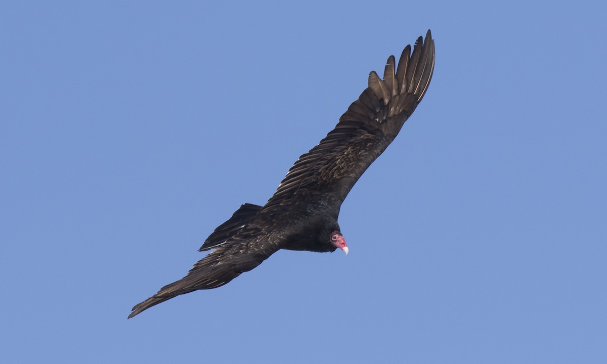 Turkey Vulture (Northern) - ML150590571