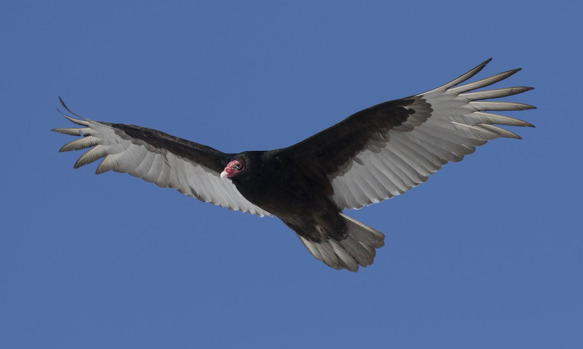 Turkey Vulture (Northern) - ML150590621