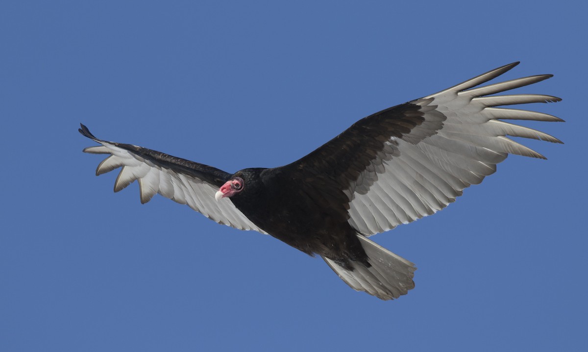 Turkey Vulture (Northern) - ML150590631