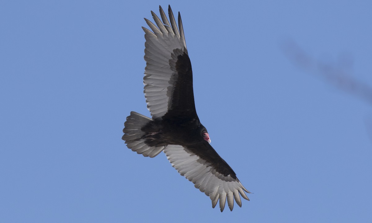 Turkey Vulture (Northern) - ML150590651