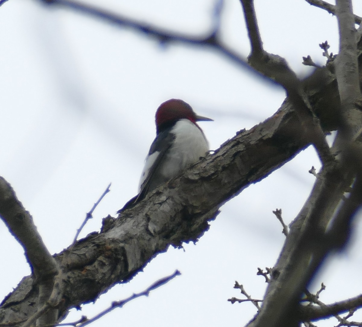 Red-headed Woodpecker - Chris Payne
