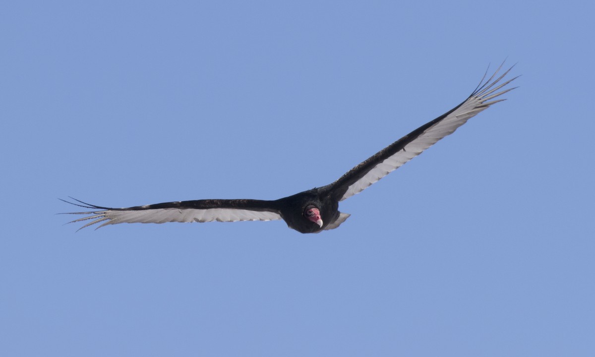 Turkey Vulture (Northern) - ML150590681