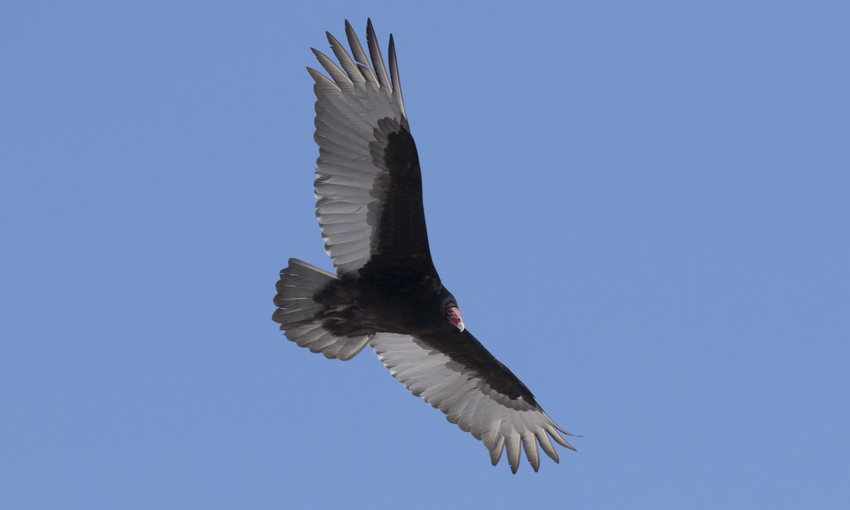 Turkey Vulture (Northern) - ML150590691