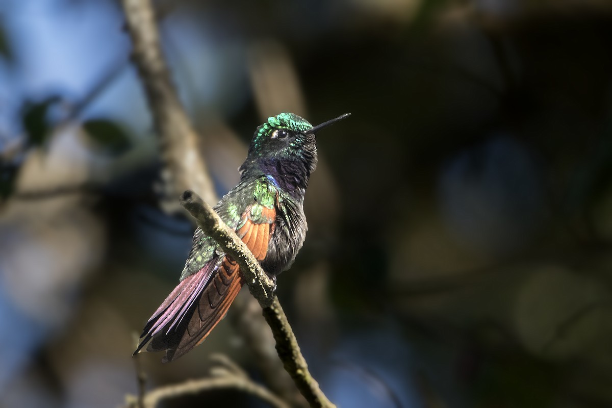 Garnet-throated Hummingbird - Bradley Hacker 🦜