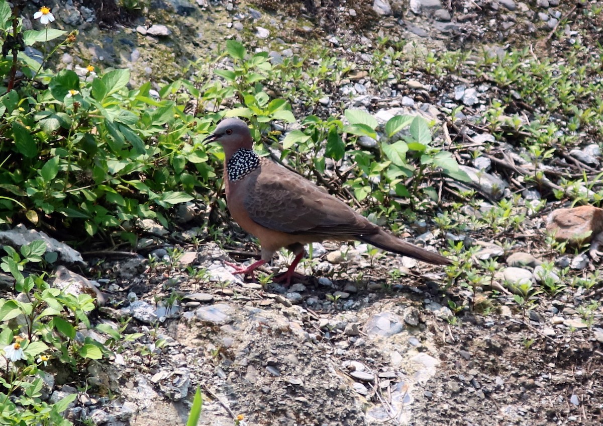 Spotted Dove (Eastern) - John Drummond