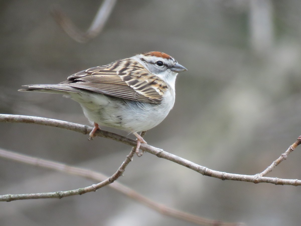 Chipping Sparrow - Emily Tornga