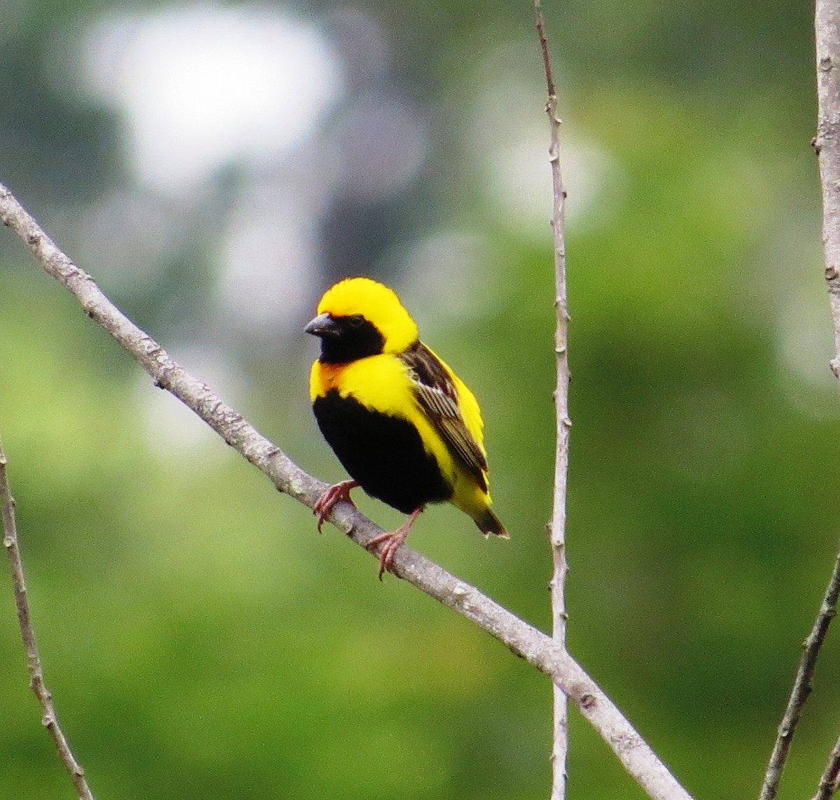Yellow-crowned Bishop - Todd Pepper