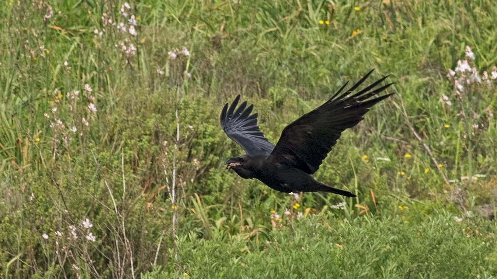 Common Raven - Sezai Goksu