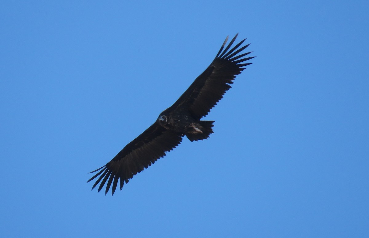 Cinereous Vulture - ML150597821