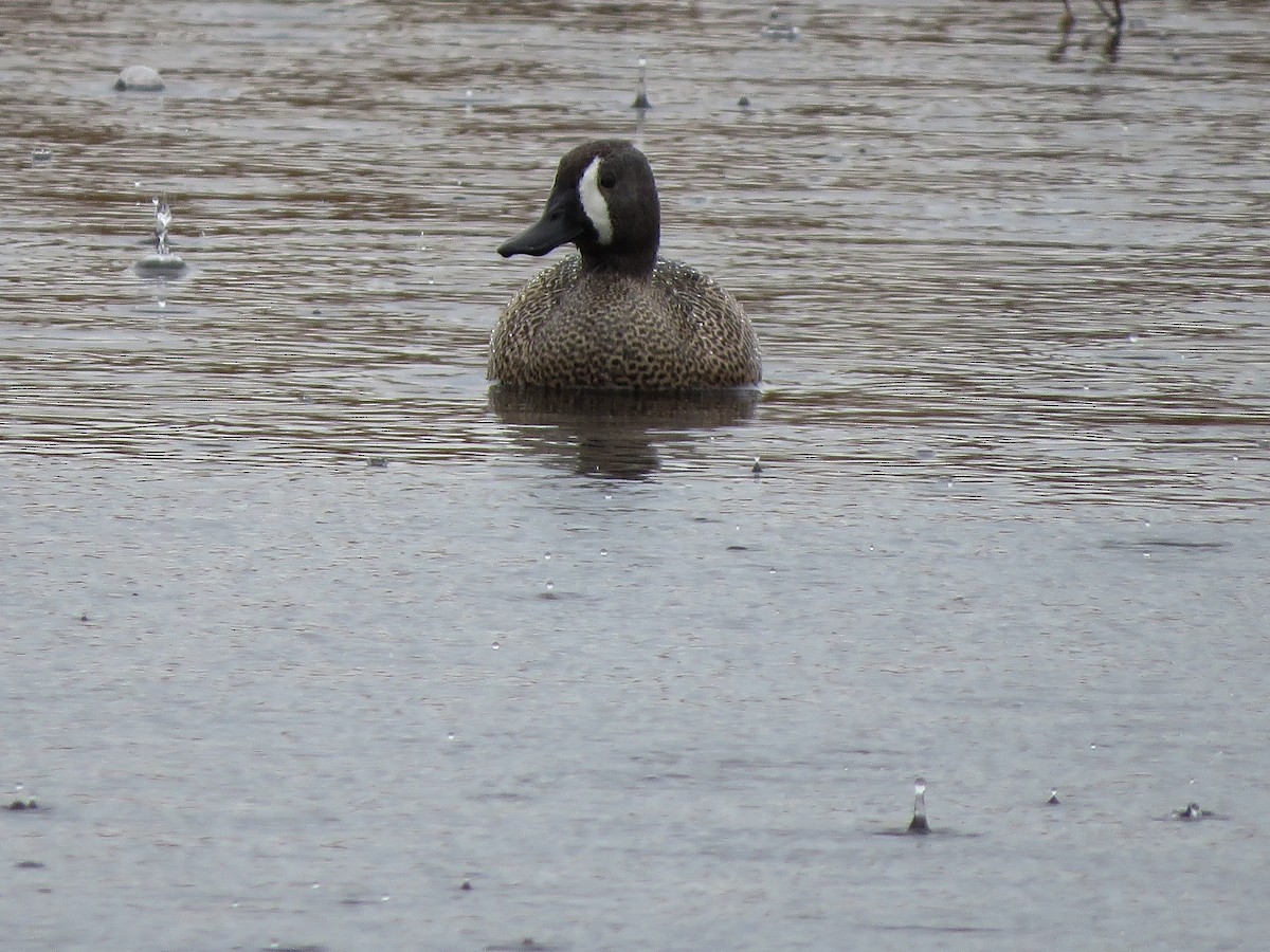 Blue-winged Teal - ML150599101