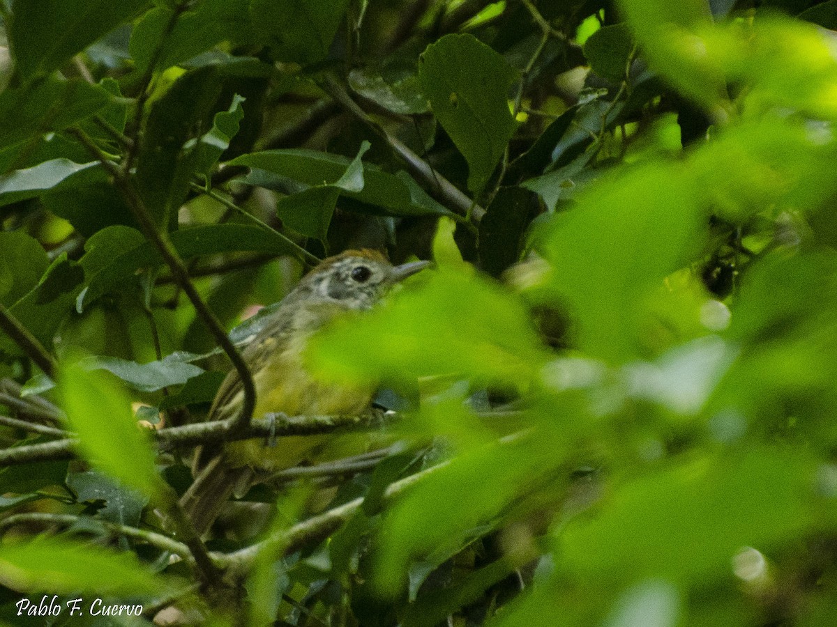 Olivgrau-Ameisenvogel - ML150599641