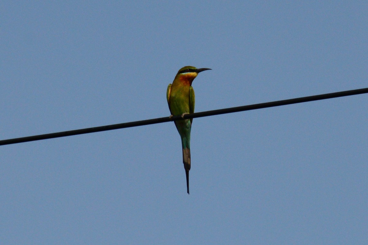 Blue-tailed Bee-eater - ML150601901