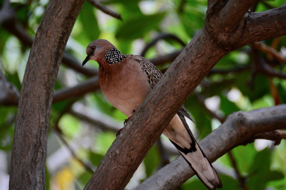 Spotted Dove - ML150603931