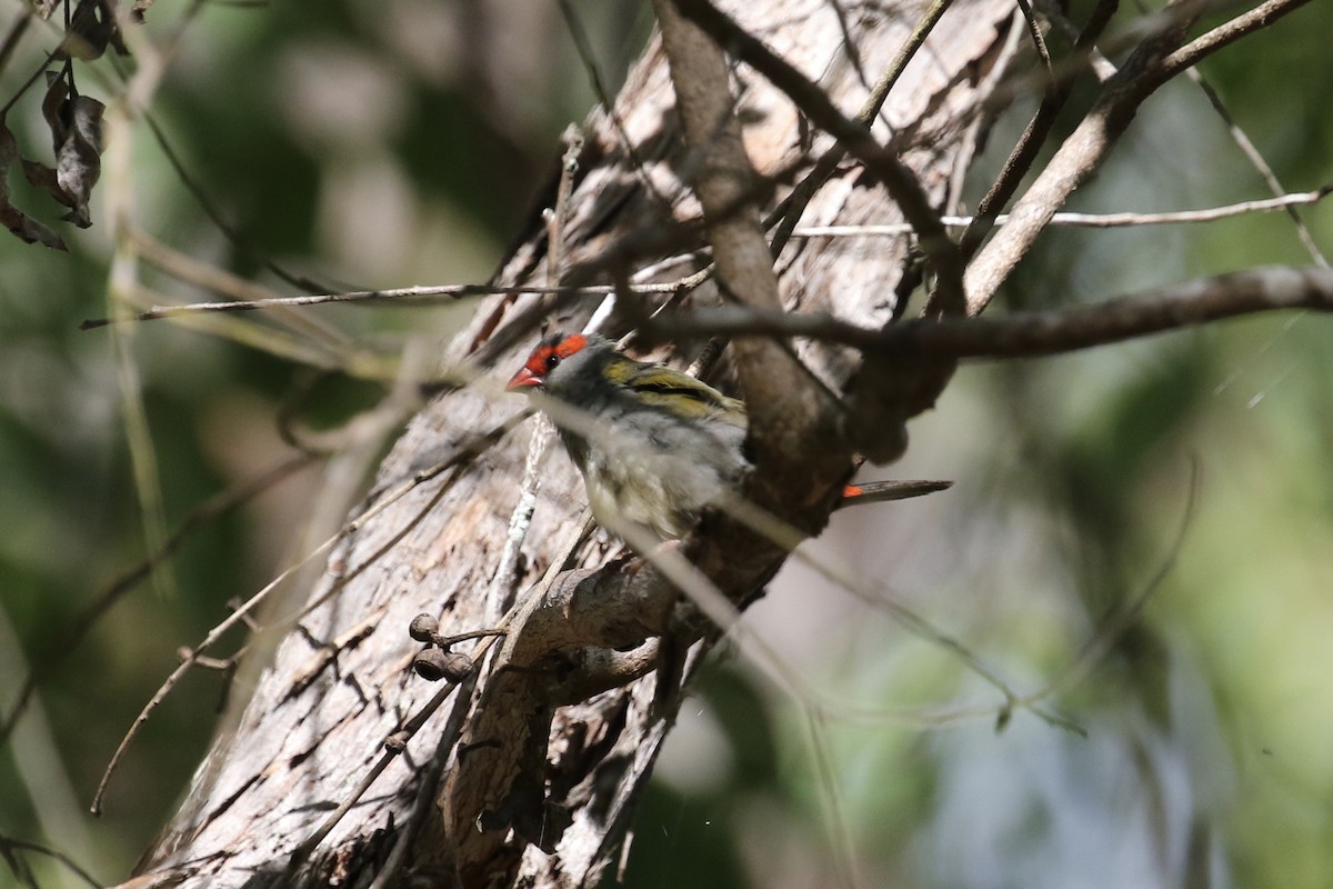 Red-browed Firetail - Russ Morgan