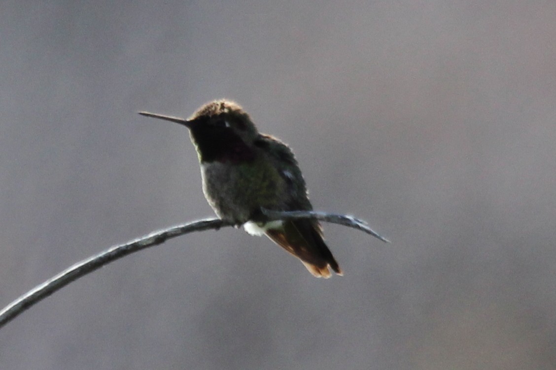 Anna's Hummingbird - ML150609251