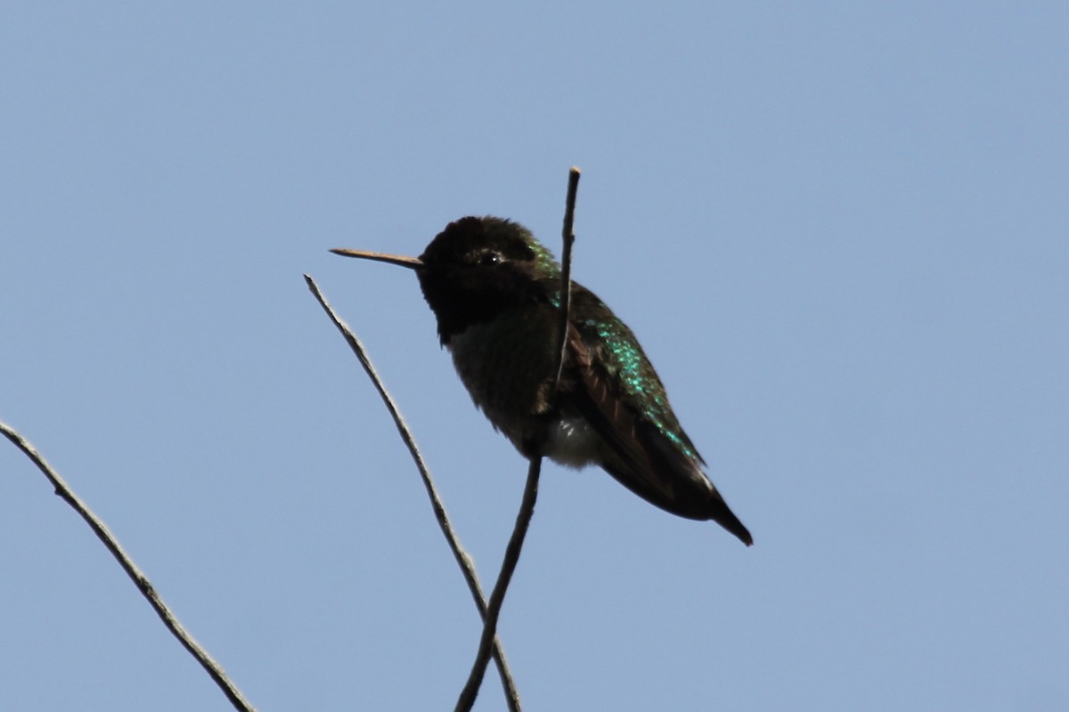 Anna's Hummingbird - ML150609261