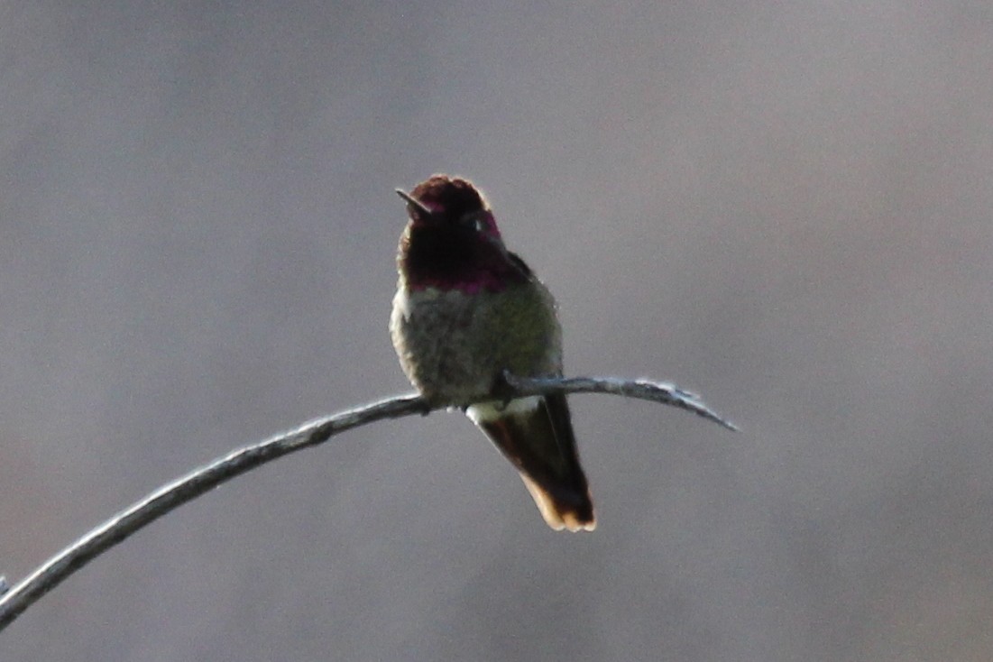 Anna's Hummingbird - ML150609271