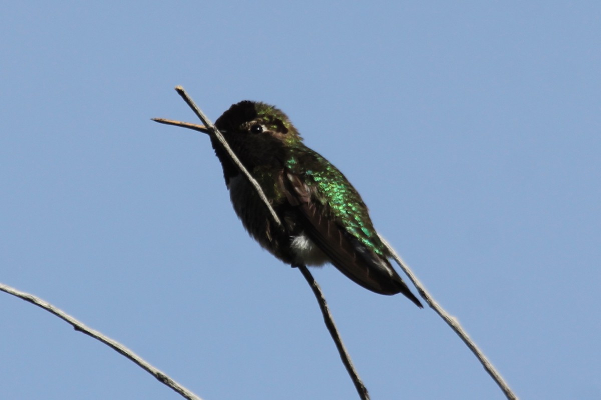 Anna's Hummingbird - ML150609281