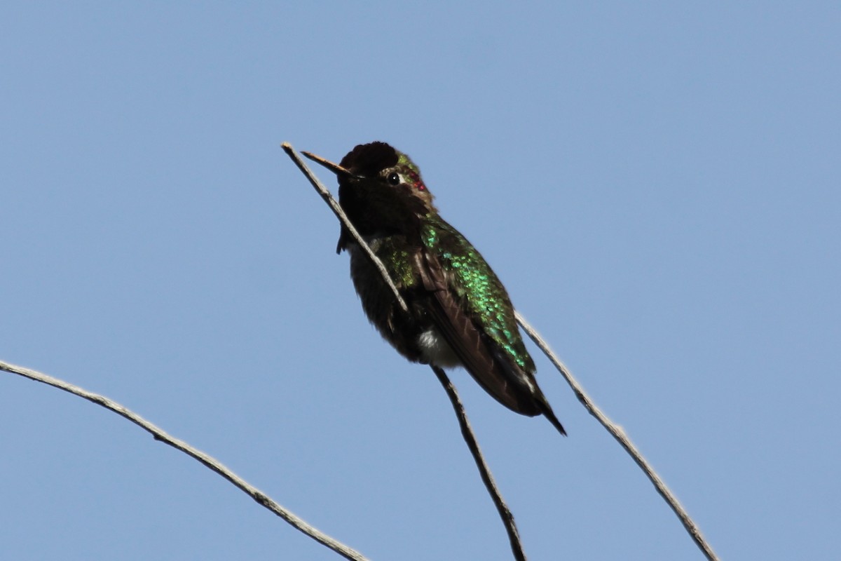 Anna's Hummingbird - Kenny Frisch