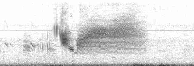 Приморская овсянка-барсучок (nigrescens) - ML15061