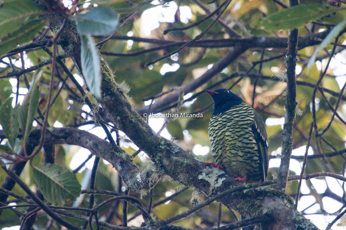 Barred Fruiteater - Jhonathan Miranda - Wandering Venezuela Birding Expeditions