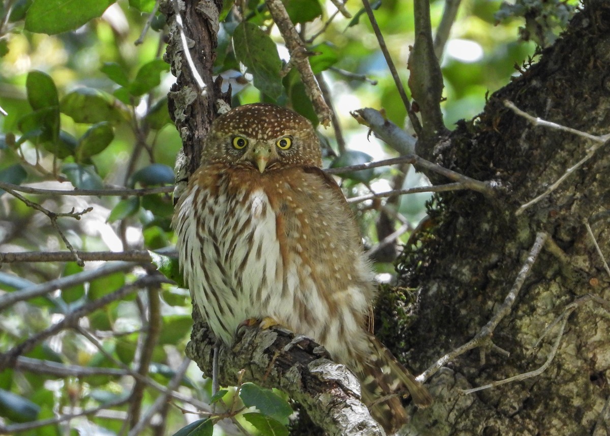 Northern Pygmy-Owl - Jeanette Stone