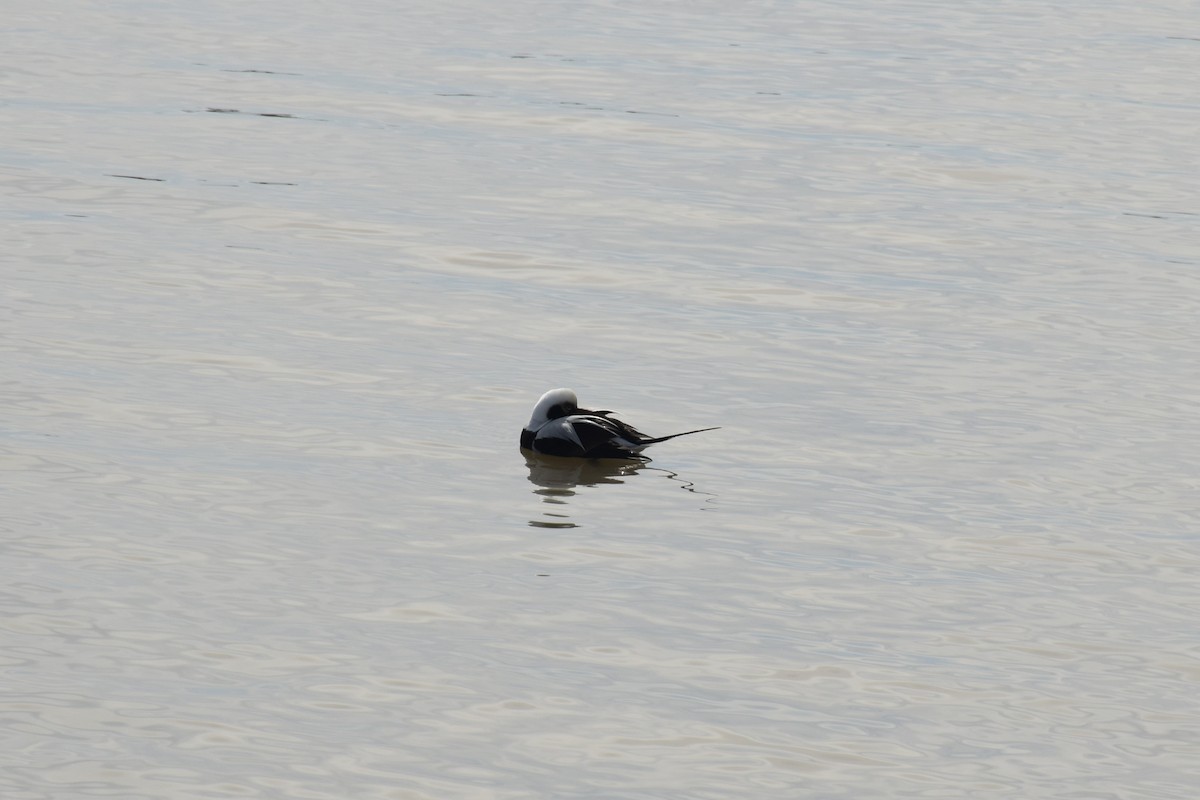 Long-tailed Duck - ML150612981