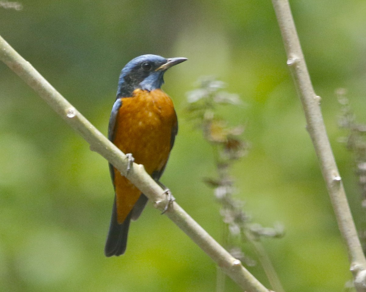 Blue-capped Rock-Thrush - Don Roberson