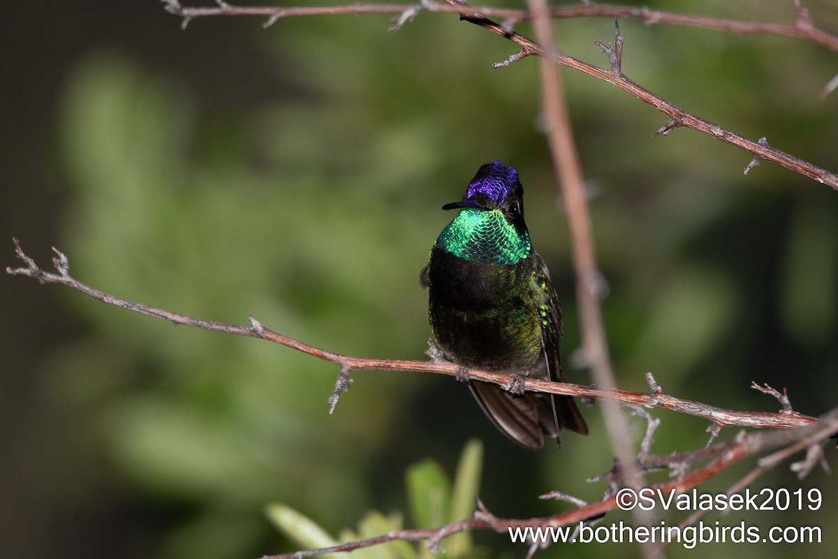 Rivoli's Hummingbird - Steve Valasek