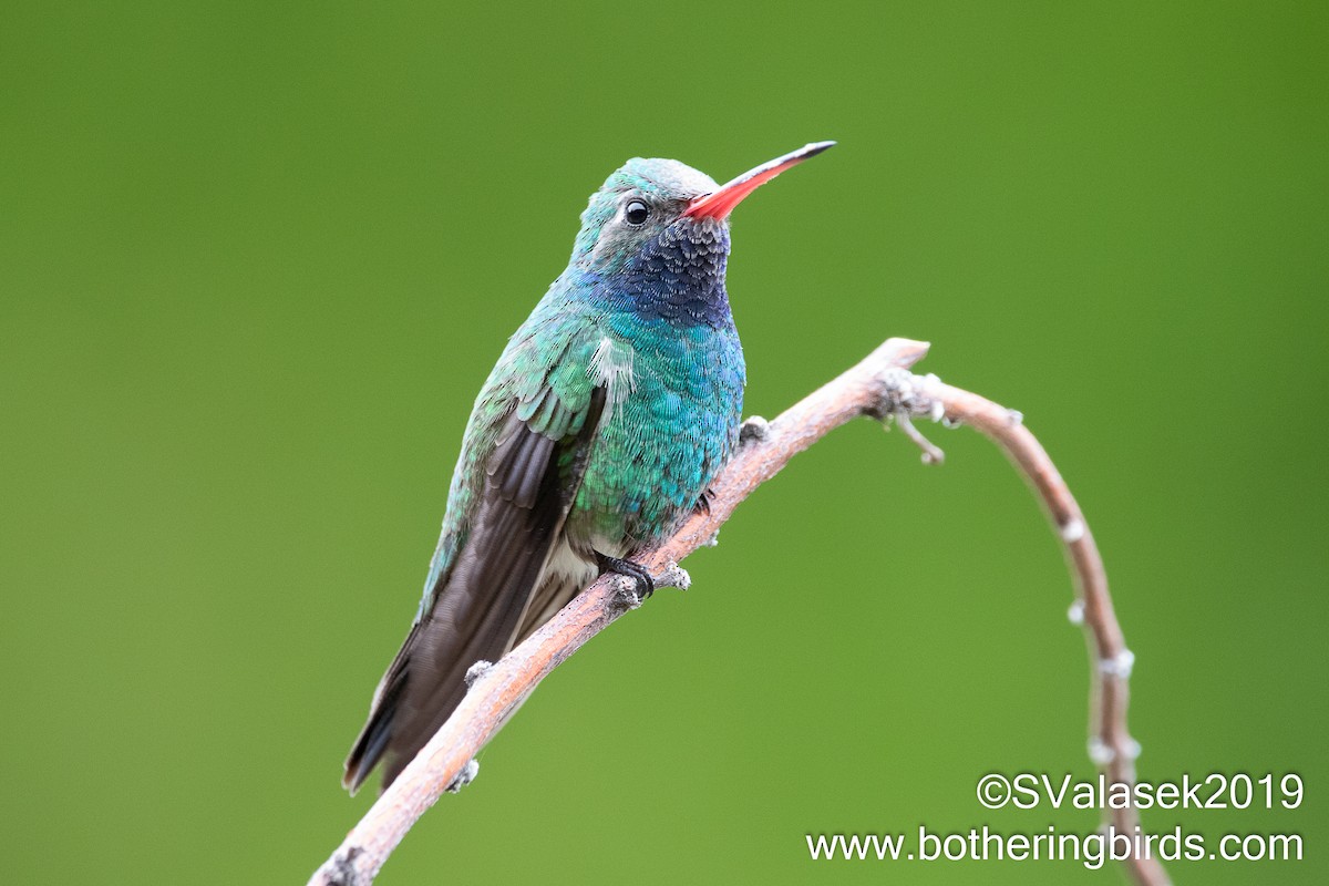 Broad-billed Hummingbird - Steve Valasek