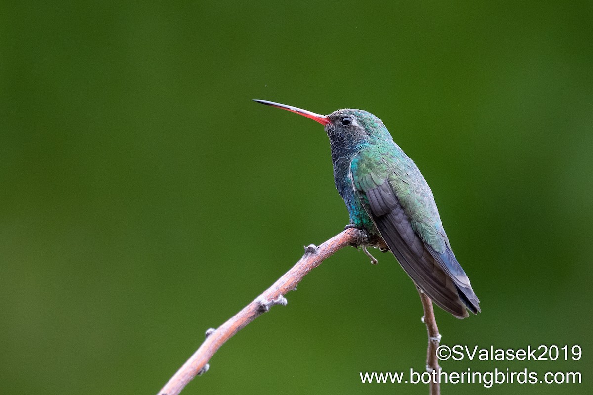 Broad-billed Hummingbird - Steve Valasek