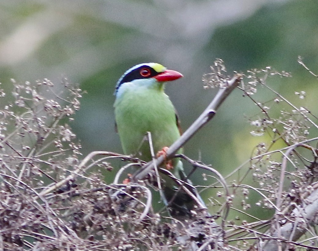 Common Green-Magpie - Don Roberson