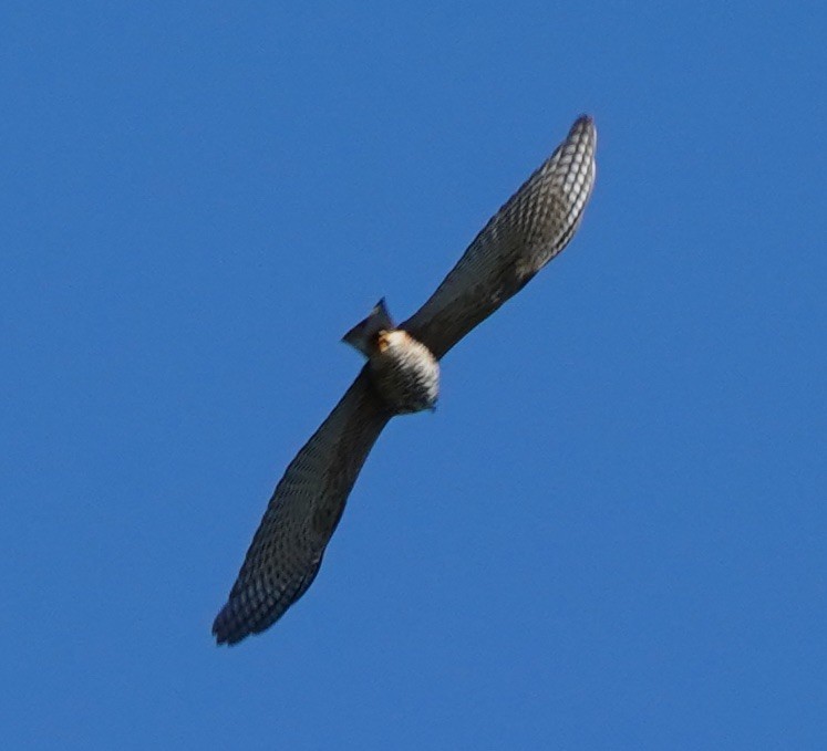 Collared Sparrowhawk - Ian Kerr