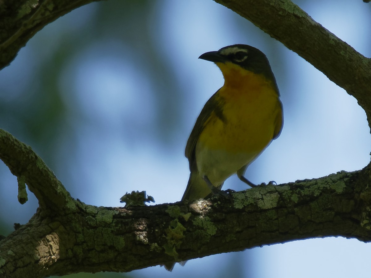 Yellow-breasted Chat - ML150619511