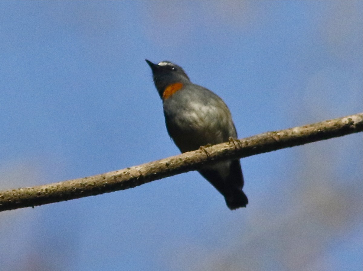 Rufous-gorgeted Flycatcher - Don Roberson