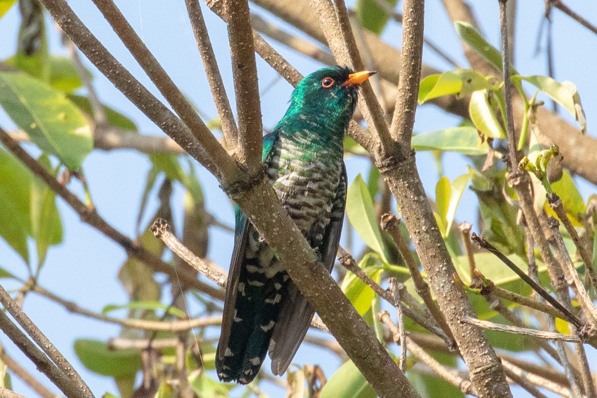 Asian Emerald Cuckoo - Steve McInnis