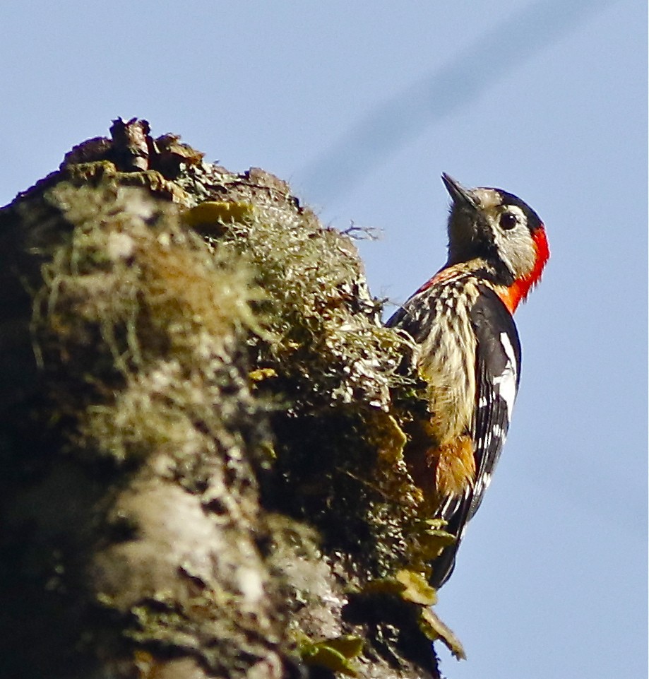 Crimson-naped Woodpecker - Don Roberson