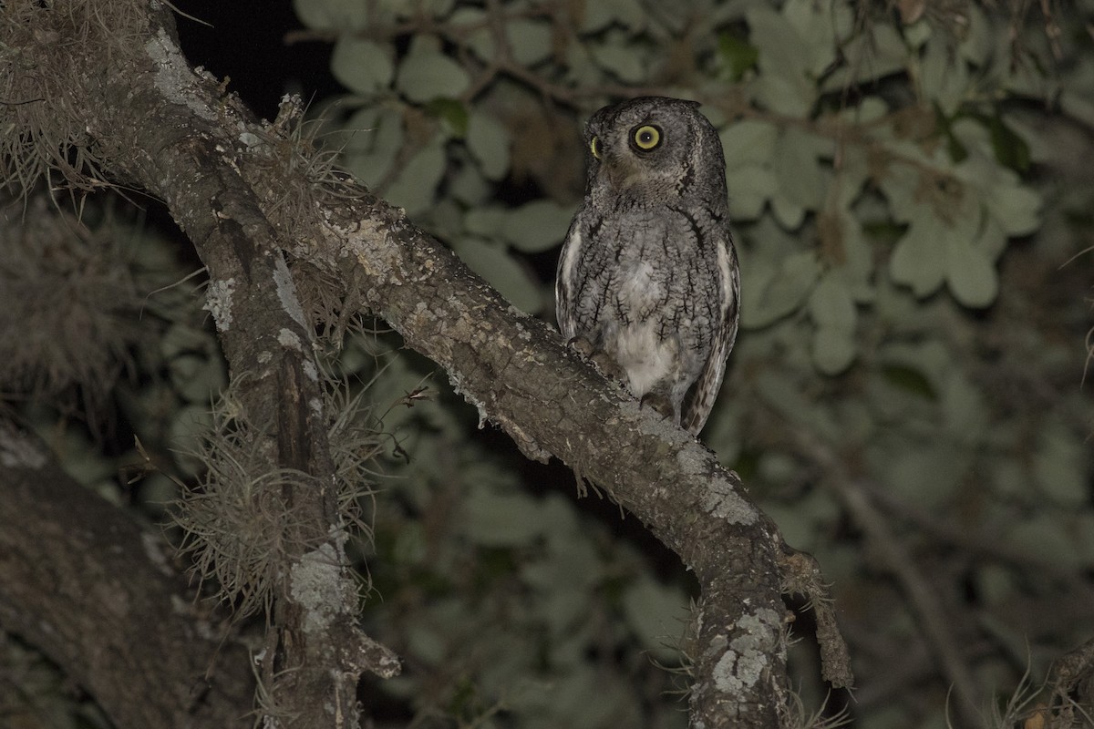 Eastern Screech-Owl - ML150624811